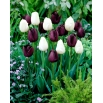 Zestaw 2 odmian tulipanów w kolorze bordowofioletowym i białym - 50 szt.