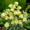 Szachownica bladokwiatowa - Fritillaria pallidiflora - duża paczka! - 10 szt.