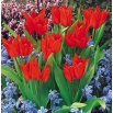 Tulipan botaniczny - Tubergen's Variety - duża paczka! - 50 szt.