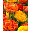 Tulipan Sun Lover + Yellow Pomponette - zestaw 2 odmian - 50 szt.