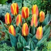 Tulipan niski czerwono-żółty - Greigii red-yellow - duża paczka! - 50 szt.