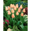 Tulipan morelowy - Apricot - GIGA paczka! - 250 szt.