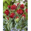 Tulipan Rococo Double - pełny - duża paczka! - 50 szt.