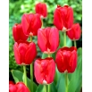 Tulipan Spring Song - duża paczka! - 50 szt.