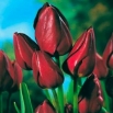 Tulipan Wallflower - duża paczka! - 50 szt.
