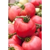Pomidor Malinowy Rodeo - NANO-GRO - 30% większe zbiory