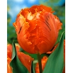 Tulipan Orange Favourite - duża paczka! - 50 szt.