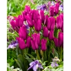 Tulipan Purple Bouquet - duża paczka! - 50 szt.