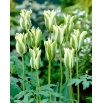 Tulipan Spring Green - GIGA paczka! - 250 szt.