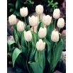 Tulipan White Dream - duża paczka! - 50 szt.