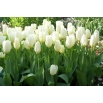 Tulipan niski - White Purissima - duża paczka! - 50 szt.