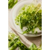 Microgreens - Groch cukrowy - młode listki o unikalnym smaku - 250 gram
