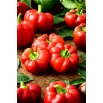 Papryka Oleńka - czerwona, pomidorowa, mocno spłaszczona i żebrowana