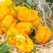 Papryka Habanero Yellow - ostra, żółta