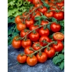 Pomidor Cerise - gruntowy, czerwony, czereśniowy