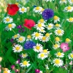 Łąka kwiatowa Antysmogowa - mieszanka kwiatów redukujących smog - 250 gram