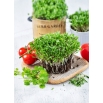 Microgreens - Kolendra siewna - młode listki o unikalnym smaku - 1 kg