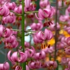 Lilia złotogłów różowa - Pink