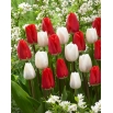 Tulipan biały i czerwony - duża paczka! - 50 szt.