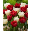 Tulipan na kwiat cięty - zestaw odmian w kolorach białym i czerwonym - 50 szt.
