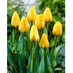 Tulipan Golden Apeldoorn - duża paczka! - 50 szt.