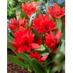 Tulipan botaniczny - Tubergen's Variety - GIGA paczka! - 250 szt.