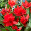 Tulipan botaniczny - Tubergen's Variety - GIGA paczka! - 250 szt.