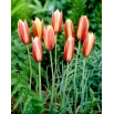 Tulipan botaniczny - Cynthia - duża paczka! - 50 szt.