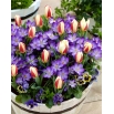 Wiosenny rekwizyt - 75 cebulek krokusów i tulipanów - kompozycja 2 ciekawych odmian