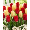 Kolor wyobraźni - 50 cebulek tulipanów - kompozycja 2 odmian