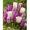Zestaw 3 odmian cebulek tulipanów - Kompozycja odmian Don Quichotte, White Dream i Flaming Flag - 45 szt.