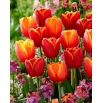 Zestaw 2 odmian cebulek tulipanów - Kompozycja odmian Abu Hassan i Ad Rem - 50 szt.