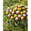 Radosna wiosna - 10 cebulek tulipanów - kompozycja 2 odmian