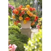 Begonia - Golden Balcony - kwiaty o ciepłych odcieniach - duża paczka! - 20 szt.