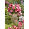 Begonia - Pink Balcony - kwiaty w odcieniach różu - duża paczka! - 20 szt.