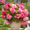 Begonia - Pink Balcony - kwiaty w odcieniach różu - duża paczka! - 20 szt.