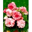 Begonia - Bouton de Rose - różowo-biała - duża paczka! - 20 szt.