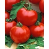 Pomidor Honey Moon F1 - szklarniowy, malinowy, wczesny - nasiona profesjonalne dla każdego