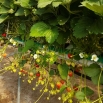 Truskawka Malling Allure - duże owoce wysokiej jakości - 20 sadzonek XL
