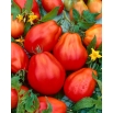 Pomidor Red Pear - wysoki