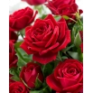 Róża wielkokwiatowa czerwona - sadzonka