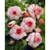 Begonia - Picotee White - biało-różowa - duża paczka! - 20 szt.