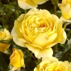 Róża rabatowa złotożółta - sadzonka