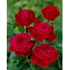 Róża wielkokwiatowa - Mr Lincoln - sadzonka