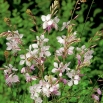 Gaura - Gaura lindheimeri