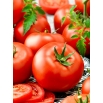 Pomidor Adam F1 - wysoki