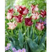 Tulipan Striped Crown - duża paczka! - 50 szt.