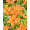 Lilia - Mandarin Star - bezpyłkowa, idealna do wazonu! - duża paczka! - 10 szt.