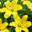 Lilia - Yellow Cocotte - bezpyłkowa, idealna do wazonu! - duża paczka! - 10 szt.