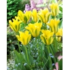 Tulipan Yellow Springgreen - 5 szt.